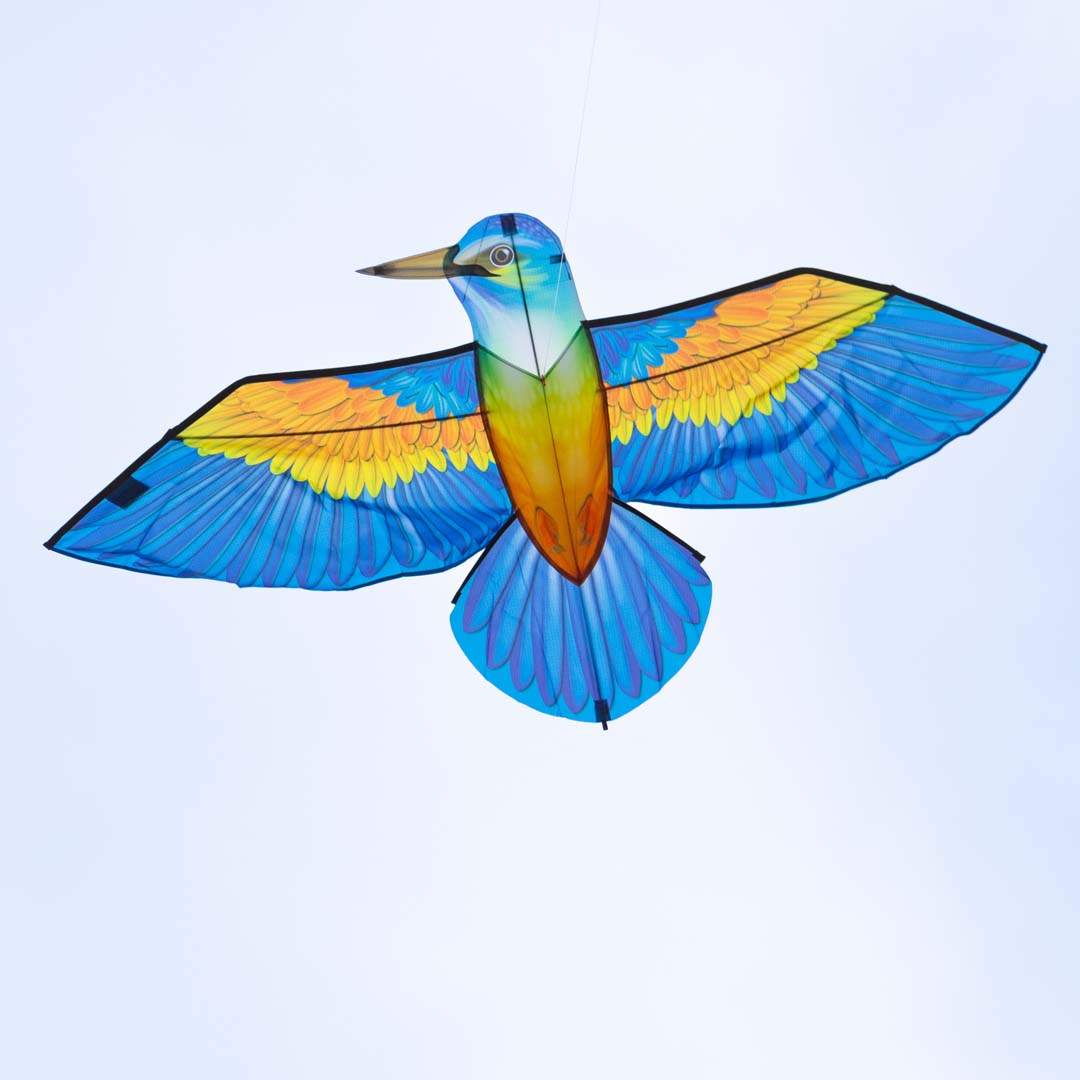 Bird Kite Kingfisher