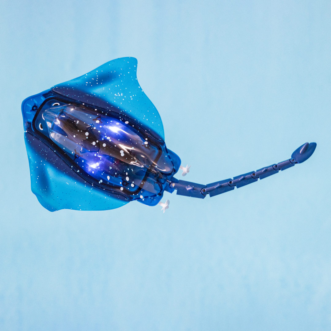 RC: Manta Rochen