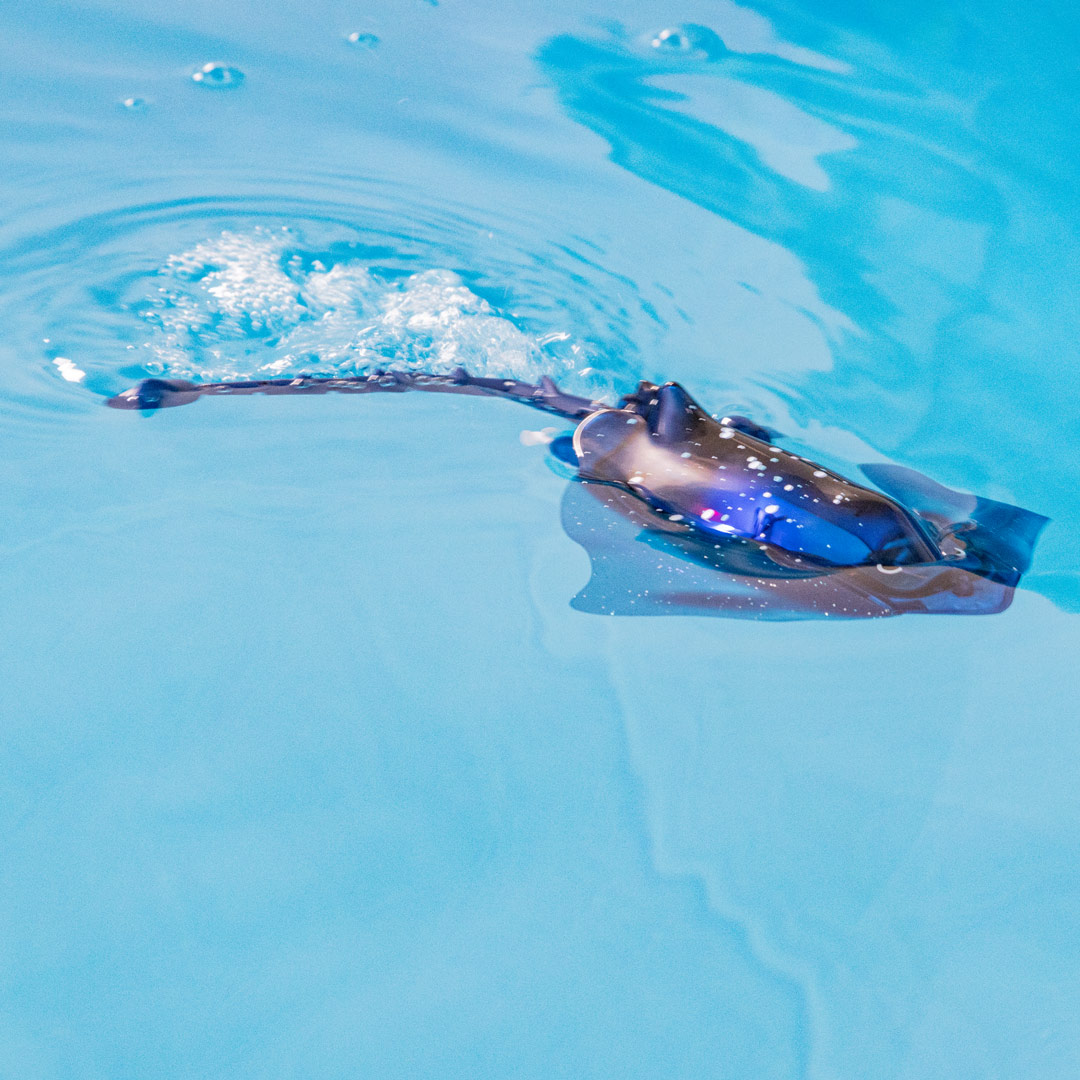 RC: Manta Rochen